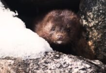 В Дании на фермах уничтожили всех норок с коронавирусом