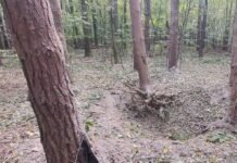 В Черновицкой области мужчина подорвался на старом снаряде в лесу
