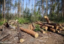 Жителей восьми прифронтовых территорий обеспечат бесплатными дровами