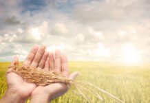 Ціни на добрива і паливо злетіли: що буде з урожаєм зерна у 2026 році