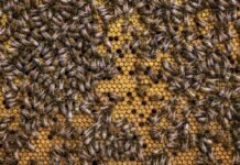 Реєстрація пасіки: як оформити та навіщо це потрібно