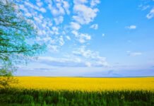 Хоч палицю встроми: де в Україні найродючіші землі