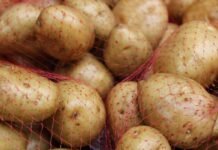 Скільки коштує молода картопля в Україні: ціни продовжують падати