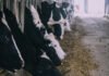 До відома тваринників: як ШІ змінює ефективність агробізнесу