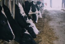 До відома тваринників: як ШІ змінює ефективність агробізнесу