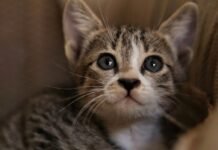Котики дотягнуть справу до суду: українцям розповіли про несподівані штрафи