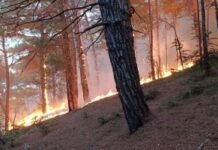 Правоохоронці розслідують ймовірні зловживання у філії «Лісів України» після тендеру на 44,7 млн грн
