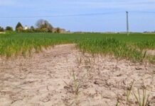 Частина Великої Британії опинилася за крок до посухи