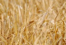 Росія ризикує втратити п’яту частину експорту зерна: у чому причина