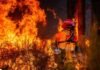 У Франції за лісові пожежі заарештували сотні людей