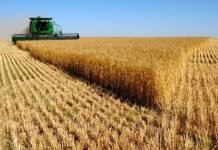 Заробітні плати в агросекторі зросли на 48%: скільки платять працівникам