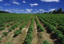 Посівні площі картоплі в Україні скорочуються: що відбувається з урожаєм
