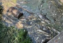 Вода з водойм Борщагівки: що показали перші аналізи після загибелі трьох тонн риби