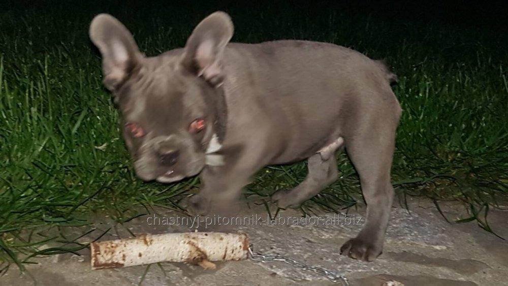 Щенки французкого бульдога Bouledogue Francais