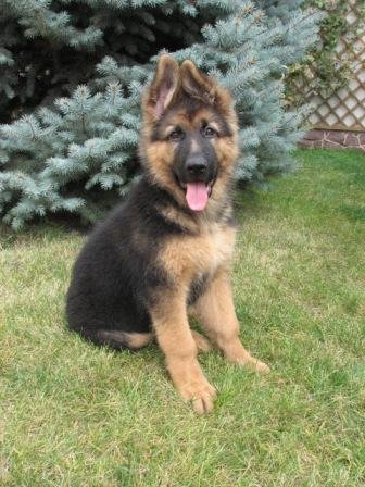 Longhaired german shepherd puppies