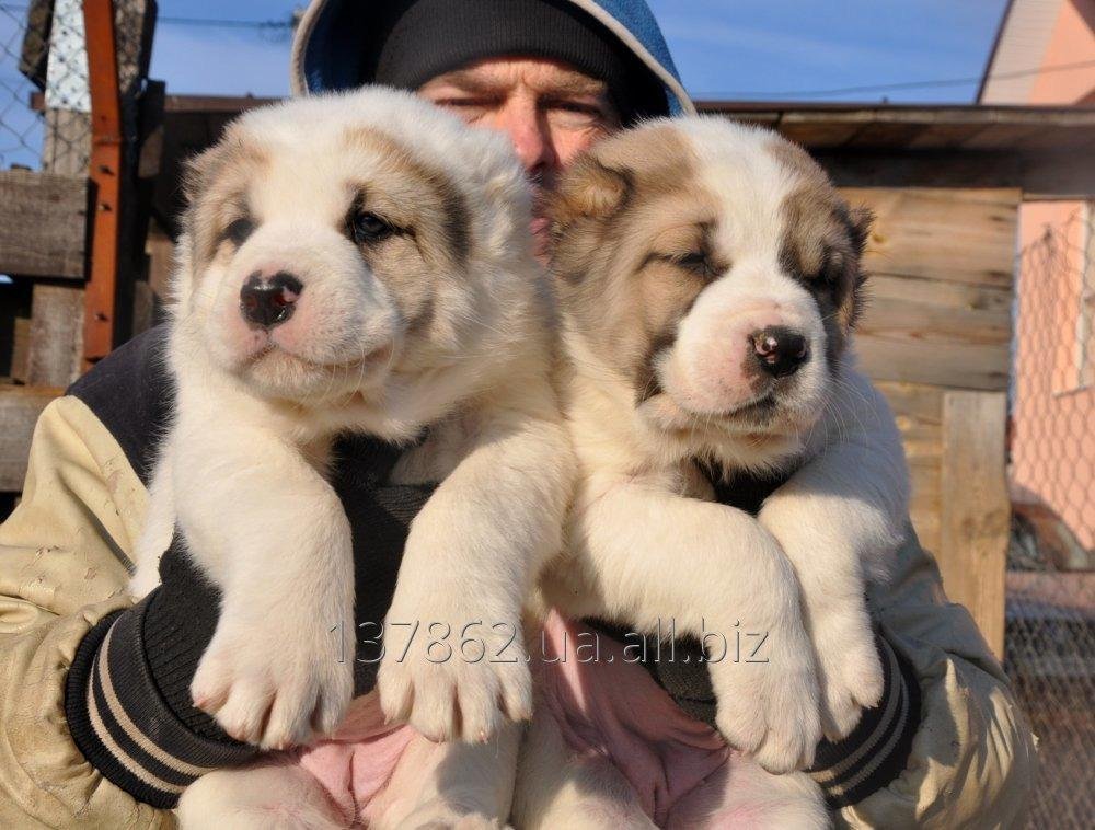 Щенки алабая среднеазиатской овчарки Central Asian Shepherd puppies