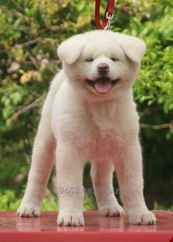 Akita inu female white