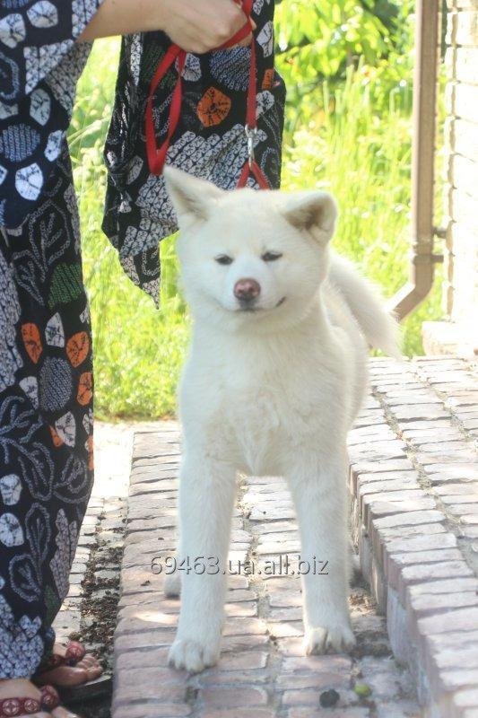 Akita inu female