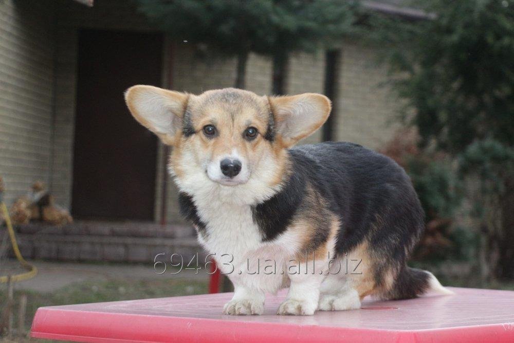 Welsh corgi pembroke male
