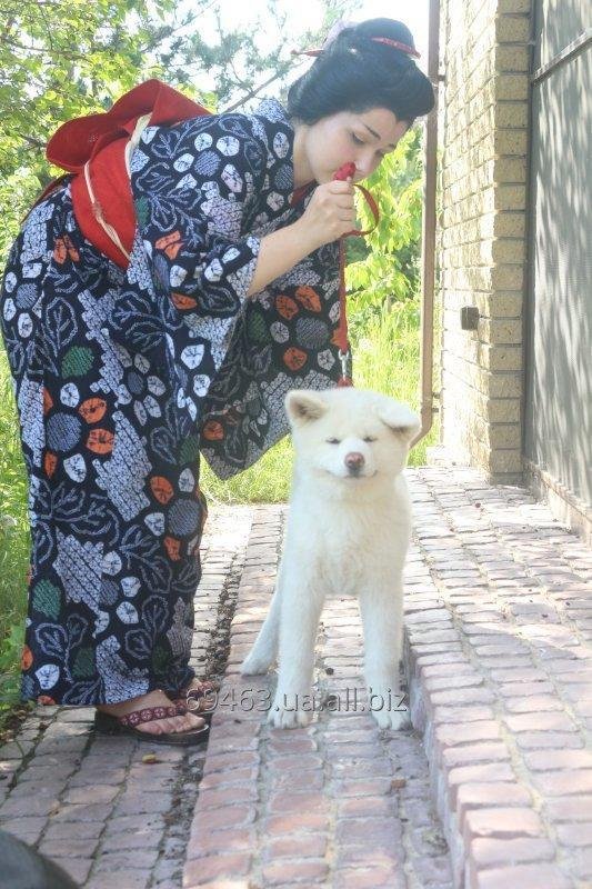 Japan akita for sale