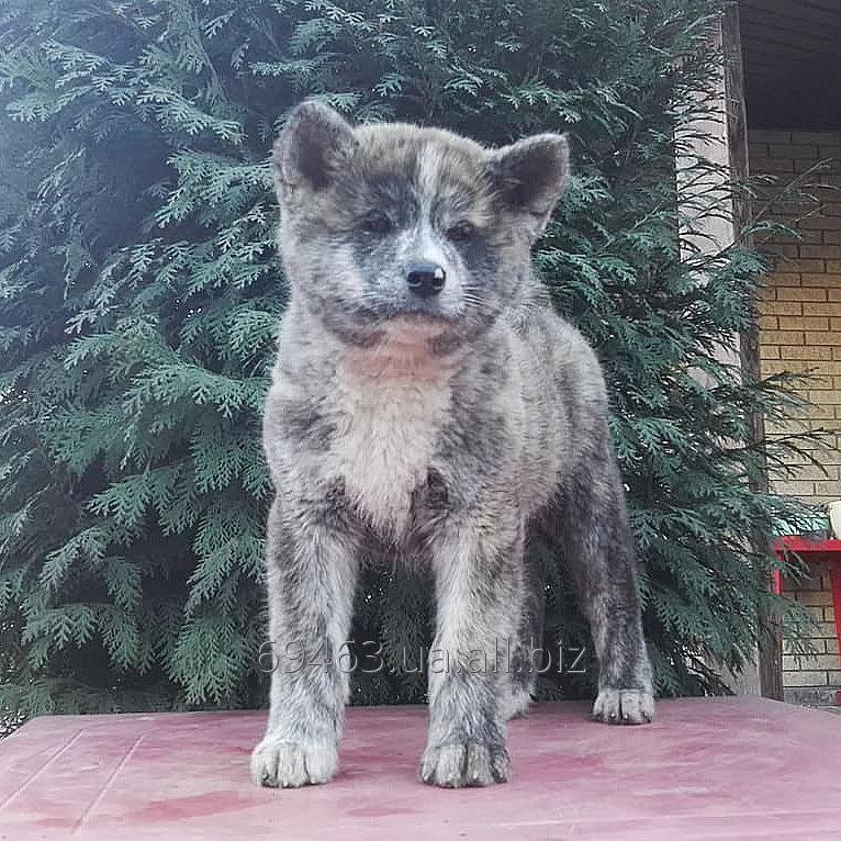 Akita male brindle color