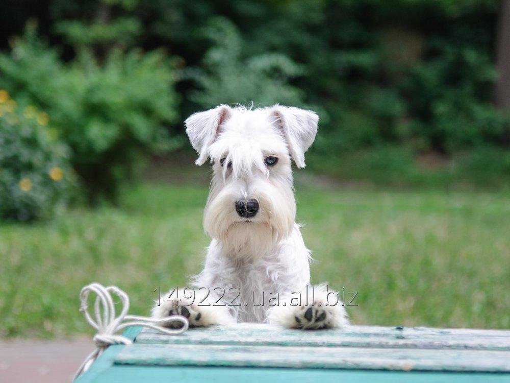 Цвергшнауцер щенки белого окраса.Питомник