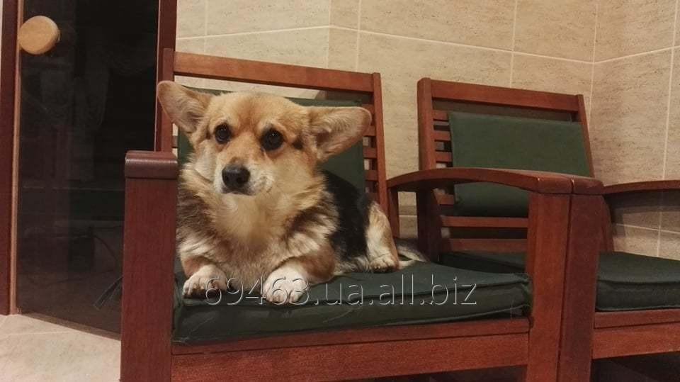 Adult welsh corgi female