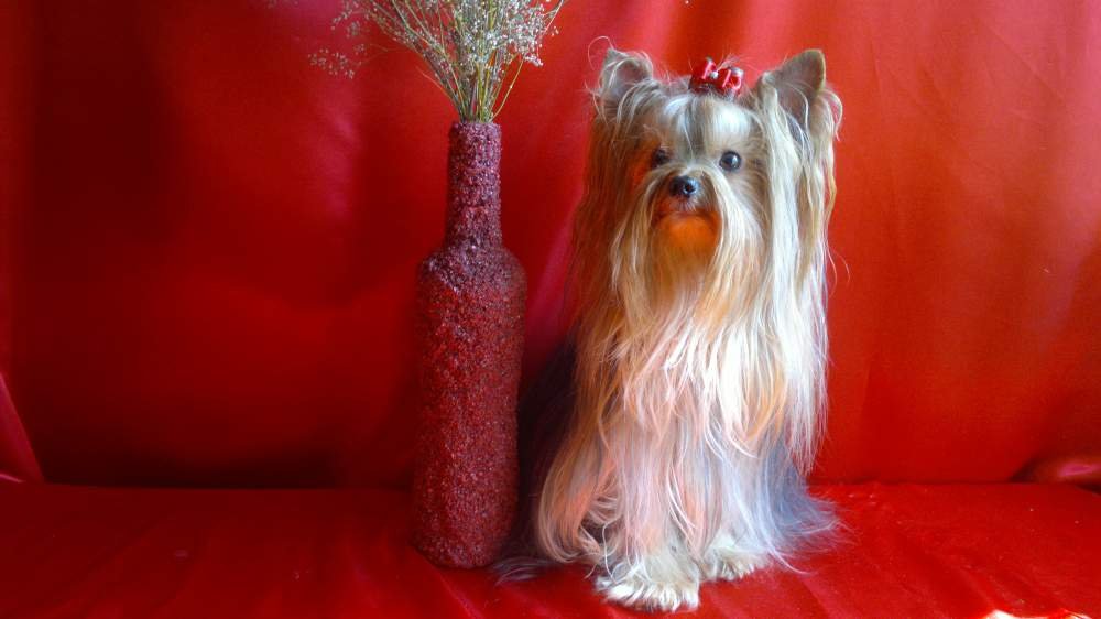 Большой выбор щенков йоркширского терьера от микро VIP до мелкого стандарта П/З OLORED DIAMONDS ENEL