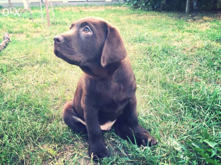 Лабрадор ретривер щенки