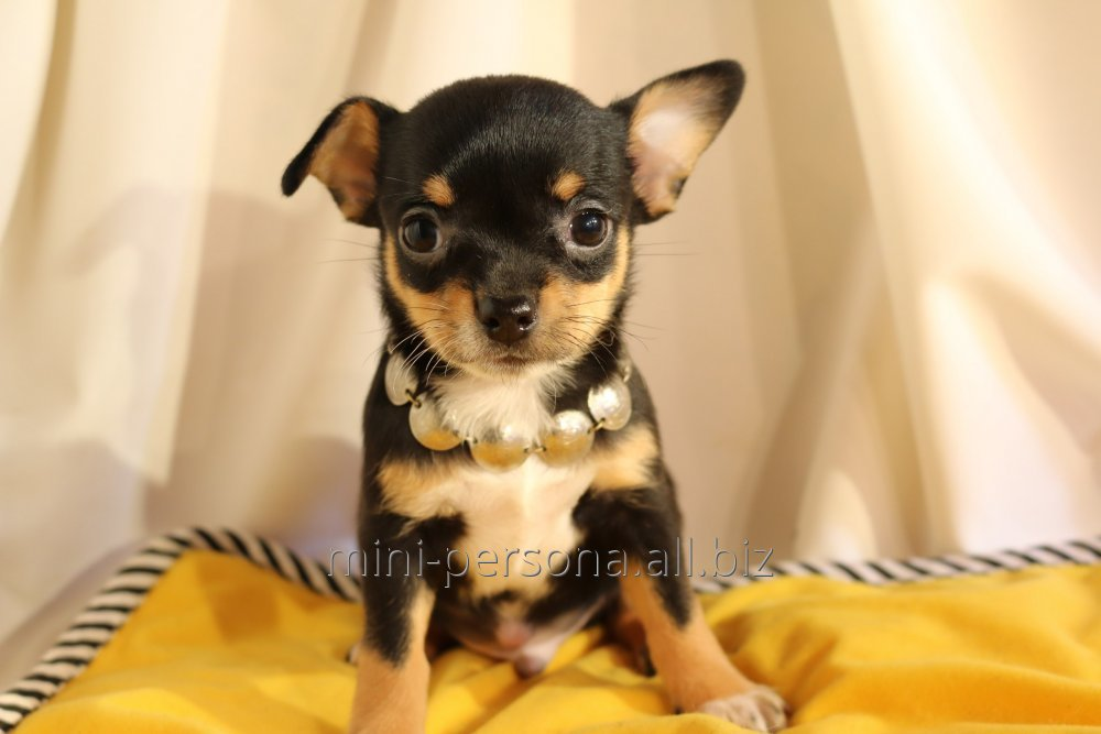 Щенок чихуахуа,мальчик,мини-стандарт