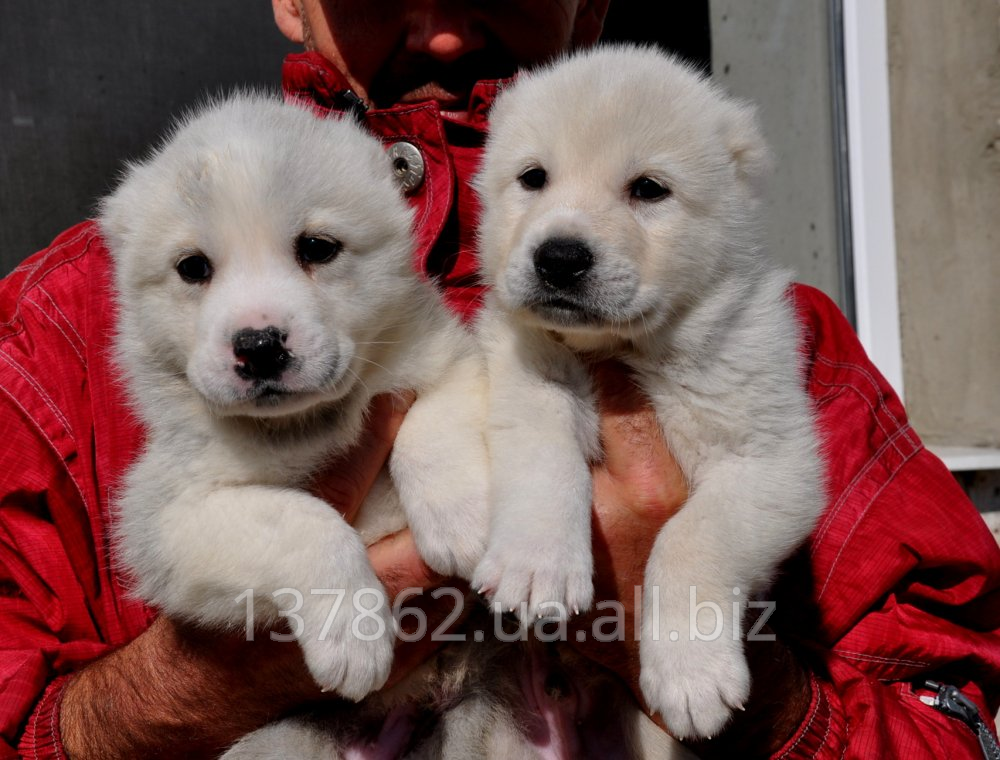 Грузинская Горная Собака щенки - puppies GEORGIAN mountain dog