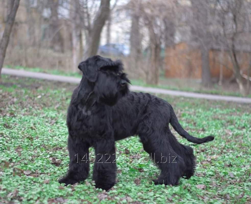 Ризеншнауцер щенки.Питомник