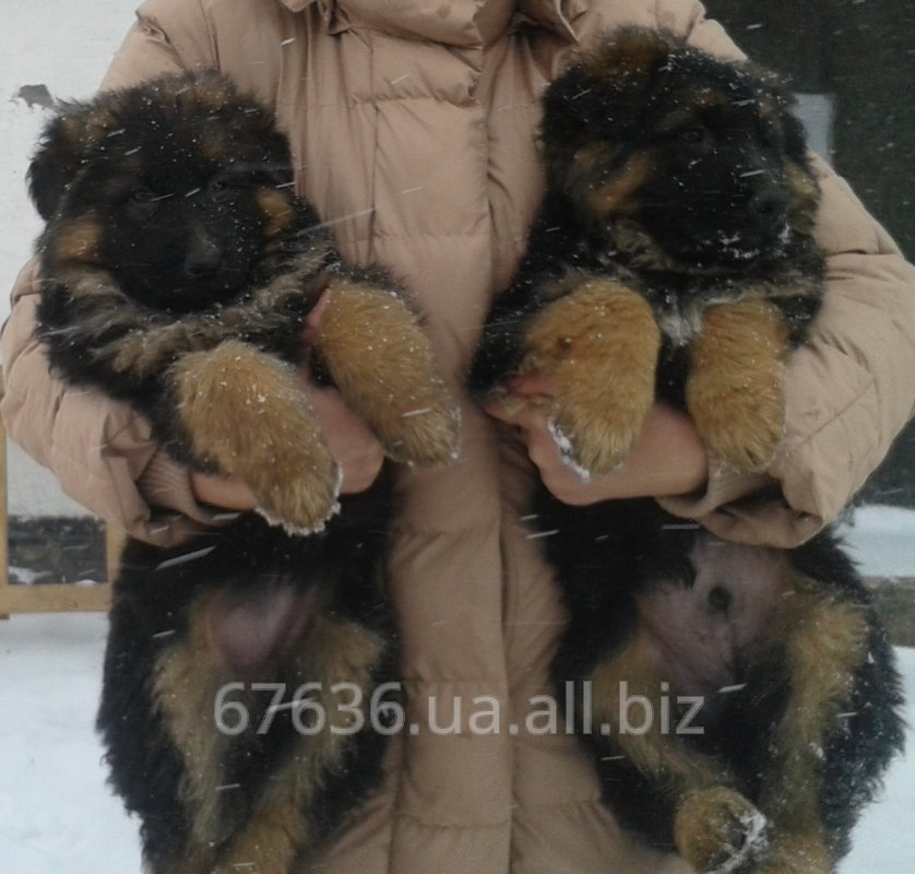 Немецкие овчарки длинношерстные щенки