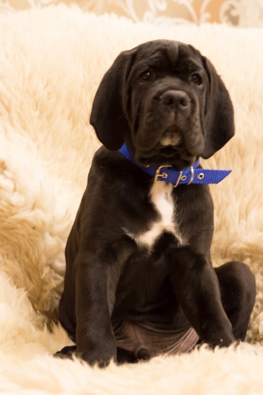 Кане корсо щенки от многократного Чемпиона, призера Чемпионата Мира 2014 (Финляндия)