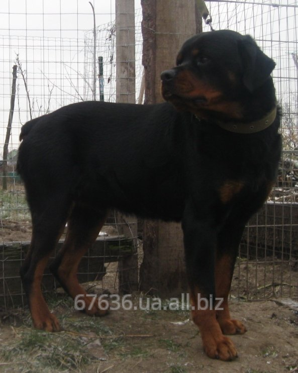 Ротвейлер кобель
