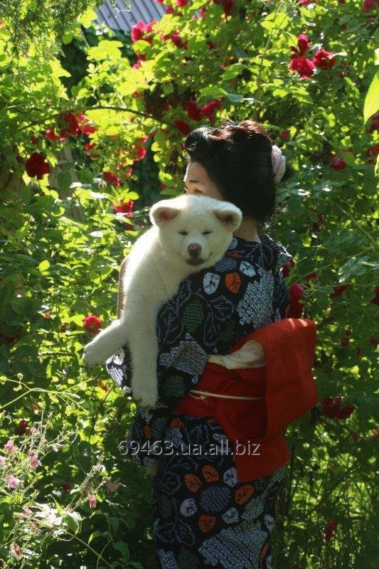 Akita inu 4 month female