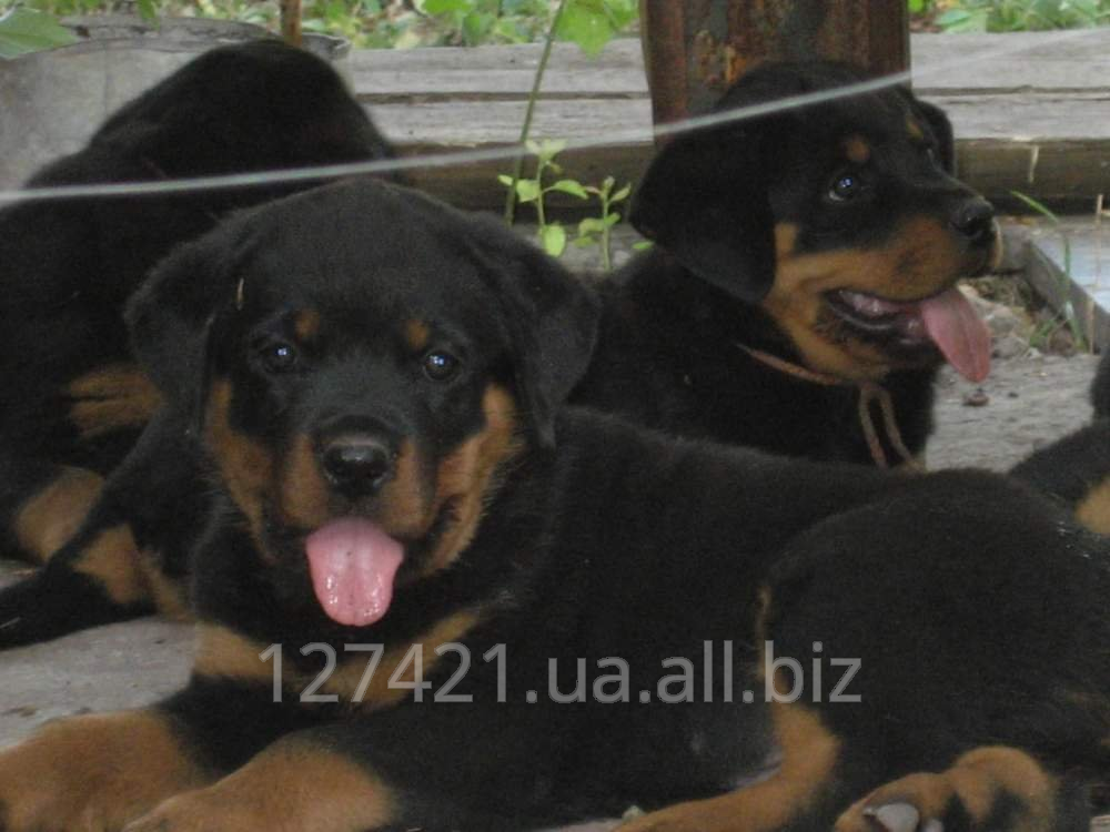 Высокопородные щенки ротвейлер