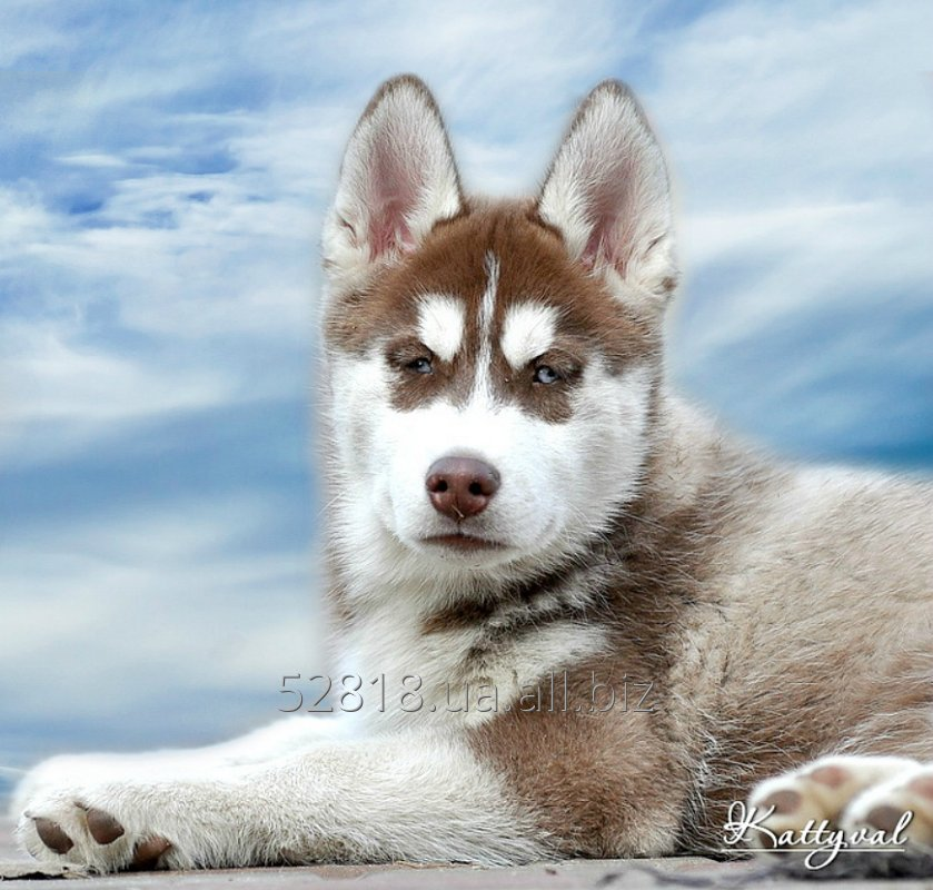Щенок сибирской хаски, мальчик элит-класса шоколадно-белого окраса.