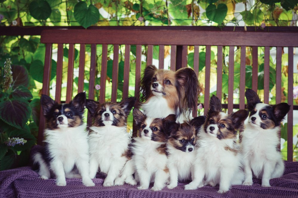 Щенки папильона