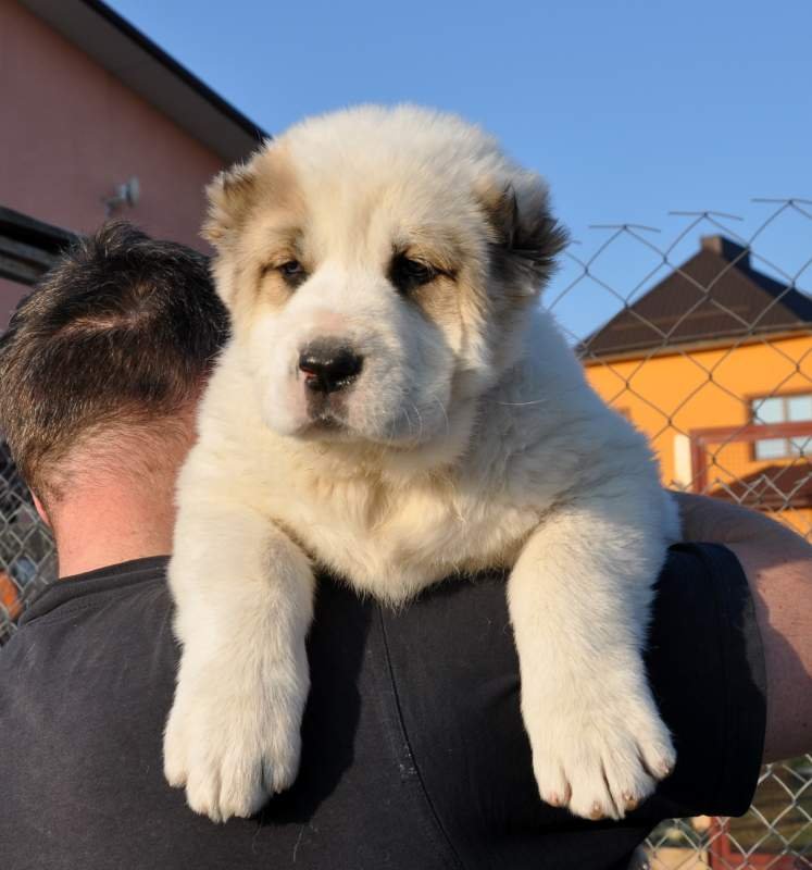 Щенок алабая сао Central Asian Shepherd puppy