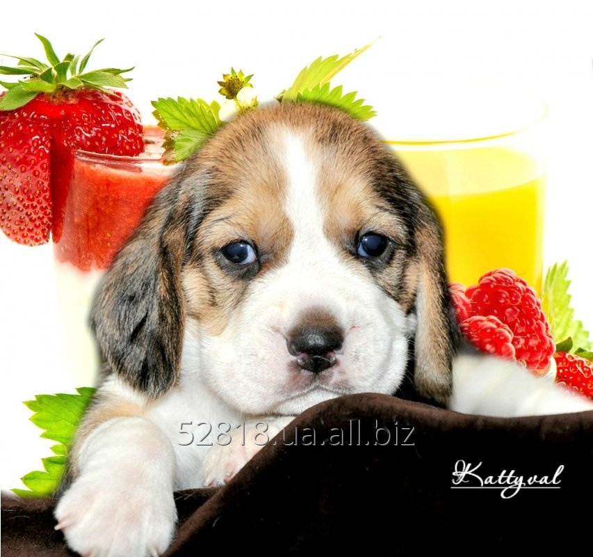 Щенки бигля