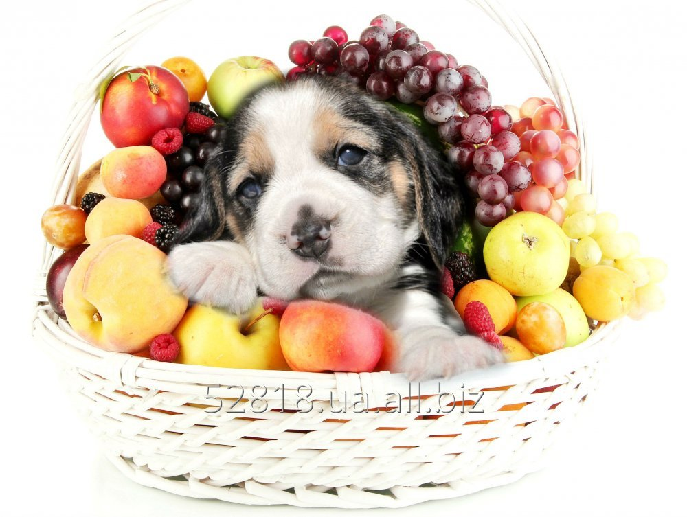 Щенки бигля