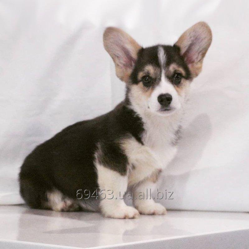 Corgi male