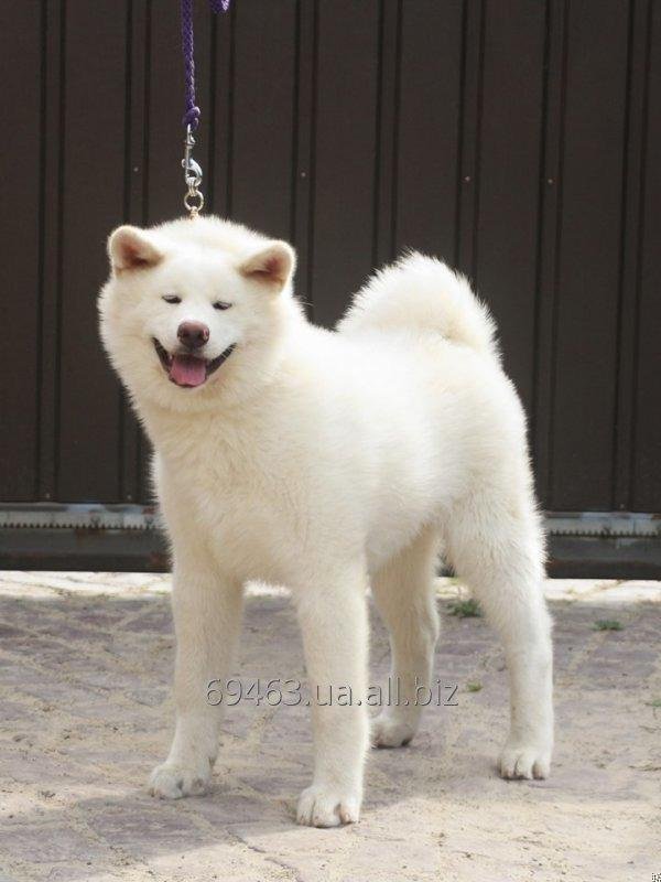 Akita inu