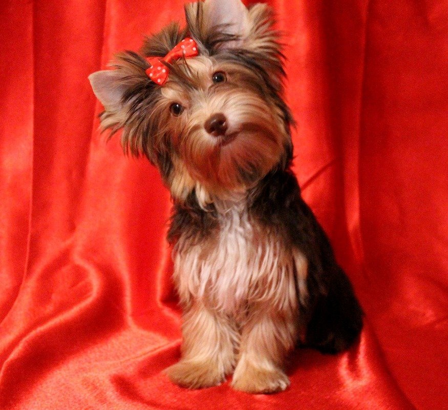 Йоркширский терьер - девочка (окрас - темный шоколад, документы - Германия) для племенного разведени