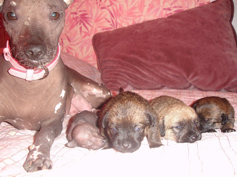 Вязка собак разных пород. Подбор пар. Определение готовности собак к спариванию. Повышение репродукт