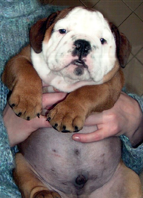 Щенки АНГЛИЙСКИЙ БУЛЬДОГ