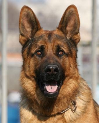 Щенок немецкой овчарки