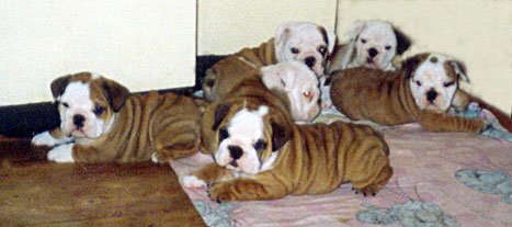 Щенки АНГЛИЙСКИЙ БУЛЬДОГ