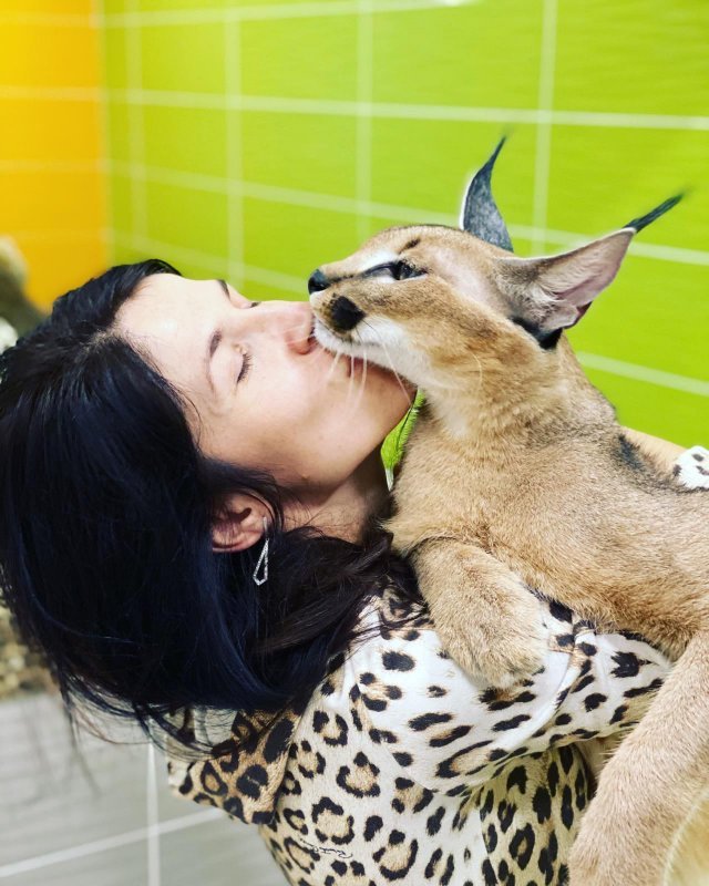 Степная рысь, каракал